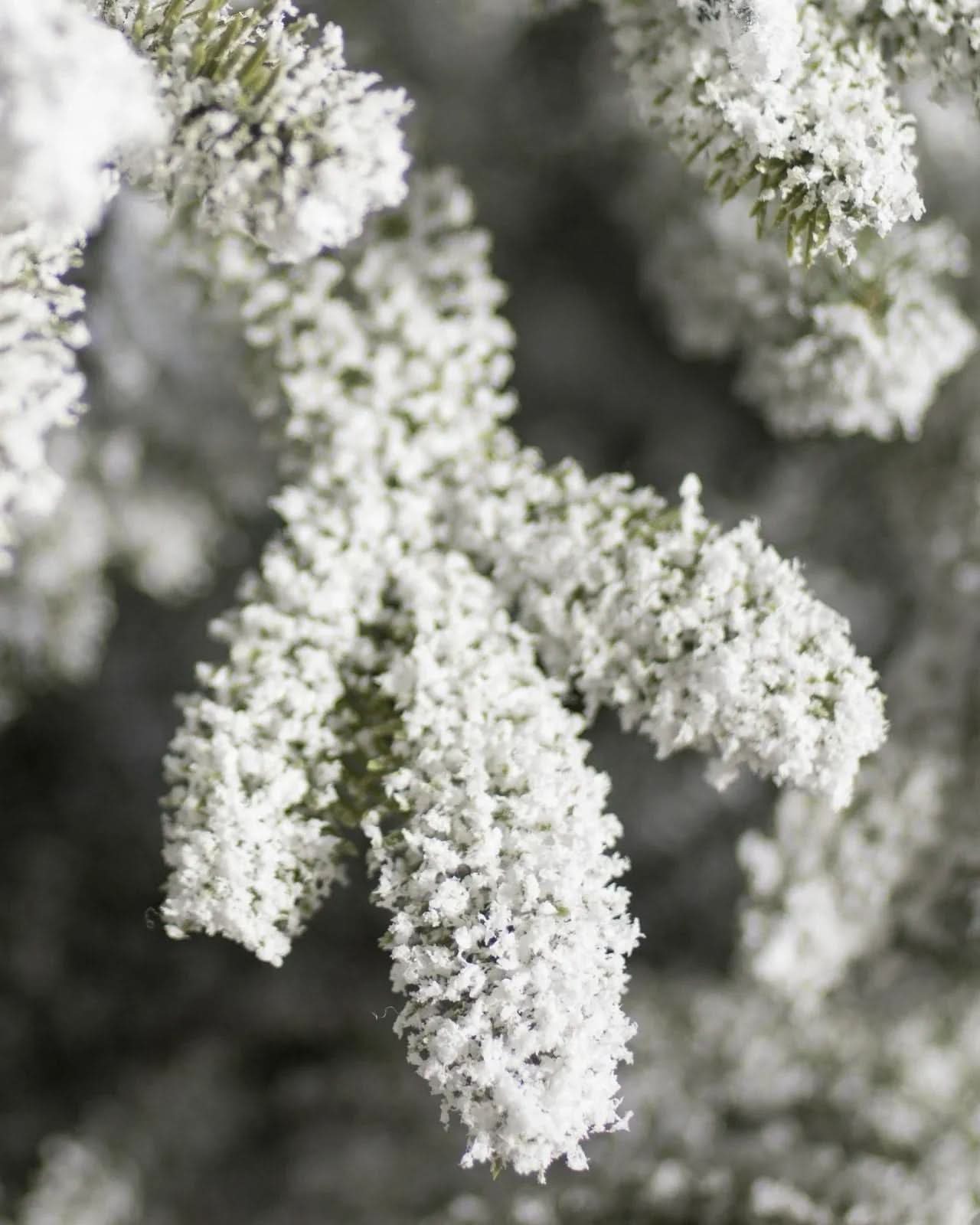 Árvore de Natal Nevada Frosted Fraser com Galhos Articulados, Suporte Metálico e Micro LEDs Embutidos